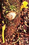 Klebriger Hörnling(Calocera viscosa(Pers. : Fr.)Fr.))