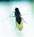 Fliege (Coenosia attenuata(Stein 1903))