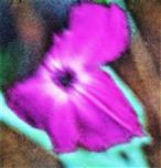 Blüte einer Bartnelke(Dianthus barbatus(L.))