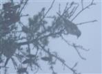 Wacholderdrosseln(Turdus pilaris(L. 1758)) im Nebel