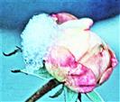Rosa bis fleischfarbene Rosenknospe mit etwas Schnee