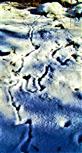 Gänge von Mausen im Schnee am Waldrand