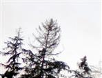 Wipfelregion bereits geschädigter Gemeiner Fichten(Picea abies(L.) H. Karst.)