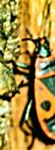 Gemeine Feuerwanze(Pyrrhocoris apterus(L. 1758)) Phloemsaft saugend