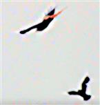 Saatkrähe(Corvus frugilegus(L. 1758)) vertreibt Rotmilan(Milvus milvus(L. 1758)) vom Waldrand des Hirschberges März 2021