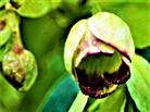 Ältere Blüte der Stinkenden Nieswurz(Helleborus foetidus(L.))