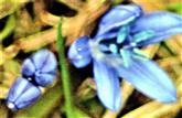 Blüten(-knospe) des Zweiblättrigen Blausterns(Scilla bifolia(L.))