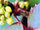 Knospen einer Gewöhnlichen Mahonie(Mahonia aquifolium(Nutt.))