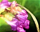 Blüten einer Bergenie(Bergenia cordifolia(Moench))
