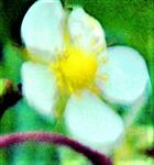 Blüte einer Wald-Erdbeere(Fragaria vesca(L.))