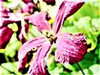 Blüte eines Clematis-Hybriden(Clematis)
