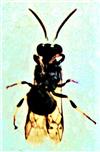 Grabwespe(Spilomena troglodytes(Vander Linden 1829))