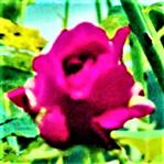 Violette Kultur- bzw. Gartenrose(Rosa(L.))