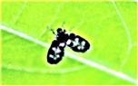 Schmetterlingsmücke(Psychodidae)