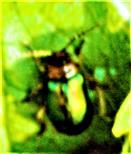 Blattkäfer(Sermylassa halensis(L