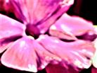 Blüte des Hohen Stauden-Phlox(Phlox panicula