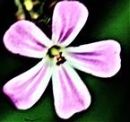 Blüte eines Stinkenden Storchschnabels(Geranium robertianum(L.))