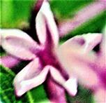 Blüte eines Kanadischen Flieders(Syringa x prestoniae)