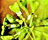 Letzte Blüten des Hirtentäschel(Capsella bursa-pastoris(L.))