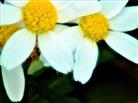 Blüten der Geruchlosen Kamille(Tripleurospermum inodorum(L.)Sch. Bi