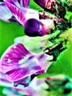 Blüten einer Zaunwicke(Vicia sepium(L.))