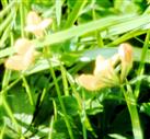 Blüten des Gewöhnlichen Hornklees(Lotus corniculatus(L.))