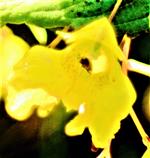 Blüte des Großen Springkrautes(Impatiens noli-tangere(L.))