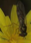 Matte Schwarzkopfschwebfliege(Melanostoma scalare(Fabricius 1794)) beim Blütenbesuch