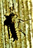 Garten-Raubfliege(Neomochtherus geniculatus(Meigen 1820))
