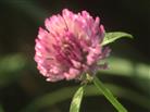 Blüte des Rotklees(Trifolium pratense(L.))