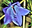Rundblättrige Glockenblume(Campanula rotundifolia(L.))