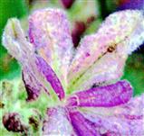 Blüte eines Schopf-Lavendels(Lavendula stoechas(L.))