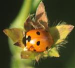 Siebenpunkt-Marienkäfer(Coccinella septempunctata(L. 1758))