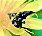 Spreizflügelfalter(Anthophila fabriciana(Stainton 1858)) beim Blütenbesuch