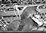 Drei Waschbären(Procyon lotor(L. 1758)) auf einem Komposthaufen Oktober 2021