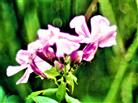 Blüten eines Hohen Stauden-Phlox(Phlox paniculata(L.))