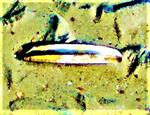 Muschelschale einer Amerikanischen Schwertmuschel(Conrad 1843))