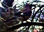Eichelhäher(Garrulus glandarius(L. 1758)) in einer Kulturpflaume(Prunus domestica(L. ))