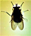 Stubenfliege(Musca domestica(L. 1758)) an einer Fernsterscheibe