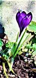 Violetter Märzenbecher(Crocus großblumige Variante 