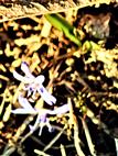 Blaustern(Scilla bifolia(L.))