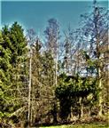 Rommelsberg: Ersetzt Natur Gemeine Fichten(Picea abies(L.) H. Karst.) durch Birken(Betula)?