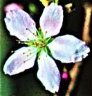 Blüte eines Mandelbaumes(Prunus dulcis(Mill.)D. A. Webb)