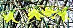 Blüten einer Garten-Forsythie(Forsythia x intermedia(Zabel))