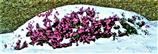 Besenheide(Calluna vulgaris(L.)) auf dem Eiershäuser Friedhof