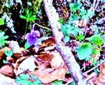 Wald-Veilchen(Viola reichenbachiana(Jord. Ex Boreau)