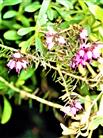 Besenheide(Calluna vulgaris(L.)) an einer Straßenböschung blühend