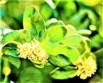 Blühender Gewöhnlicher Buchsbaum(Buxus sempervirens(L.))