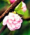 Blüten eines Mandelstrauches (bzw. -bäumchens)(Prunus triloba)