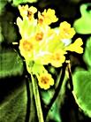Blüten der Echten Schlüsselblume(Primula veris(L.))